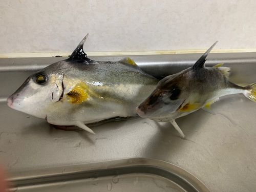ギマの釣果