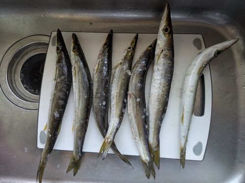 コウイカの釣果