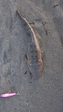 マゴチの釣果
