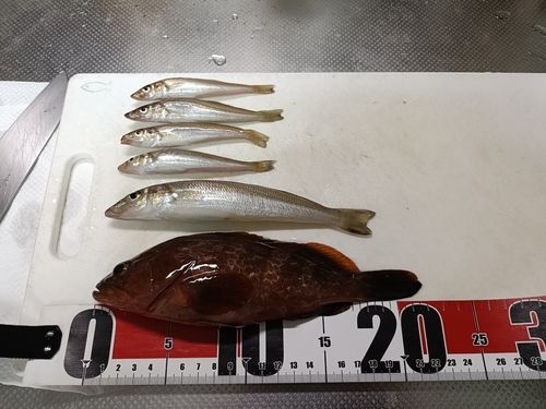 キジハタの釣果