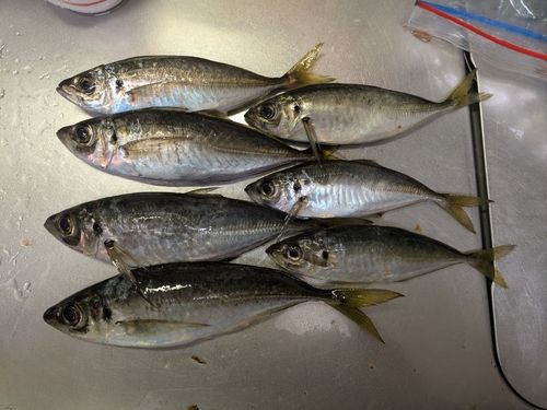 アジの釣果
