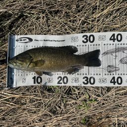 スモールマウスバス