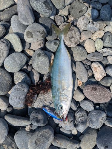 ワカシの釣果