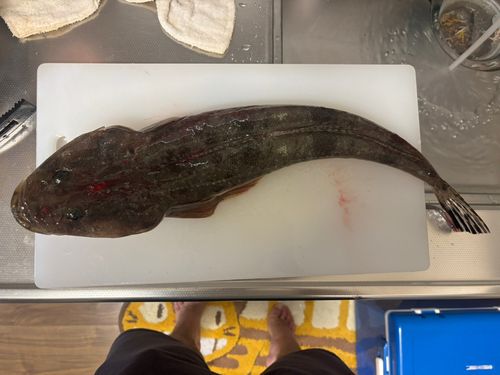 マゴチの釣果