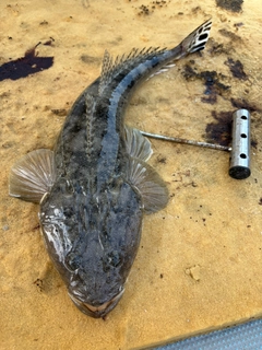 マゴチの釣果