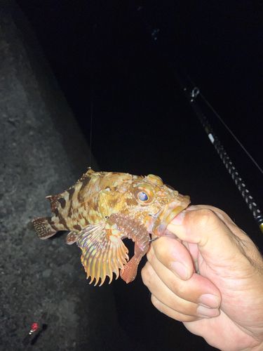 カサゴの釣果