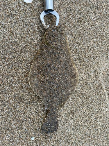 ソゲの釣果