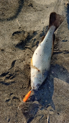 イシモチの釣果