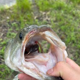 ブラックバス