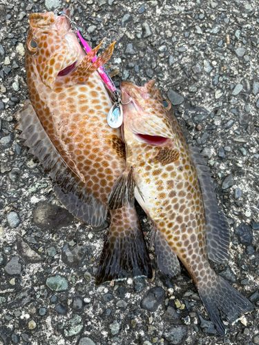 ソウダガツオの釣果