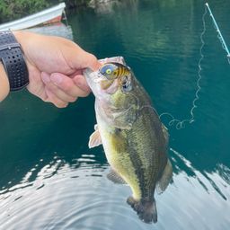 ラージマウスバス