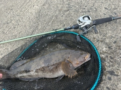 アイナメの釣果