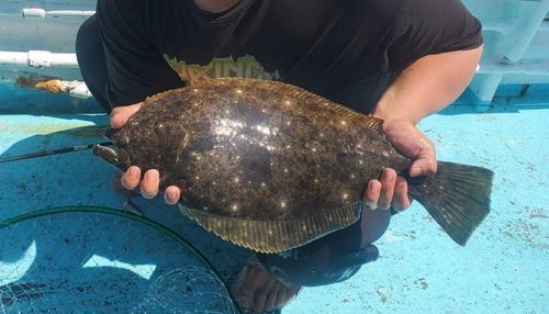 ヒラメの釣果