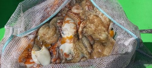 マダコの釣果