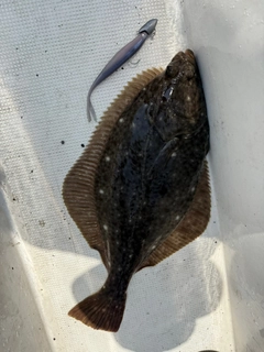 イシガレイの釣果