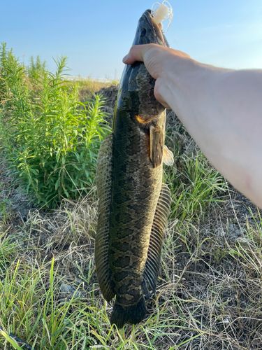 ライギョの釣果