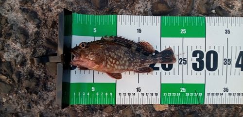 カサゴの釣果