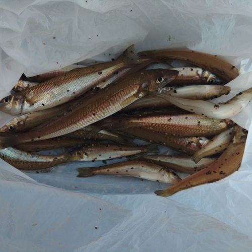 キスの釣果