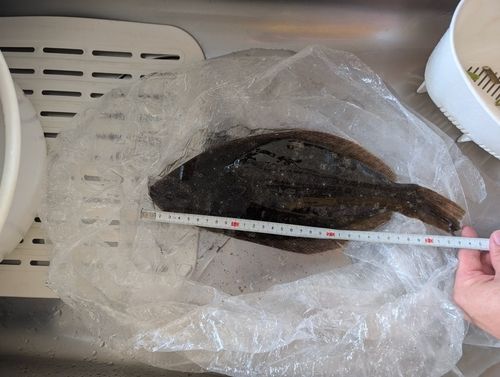 ヒラメの釣果