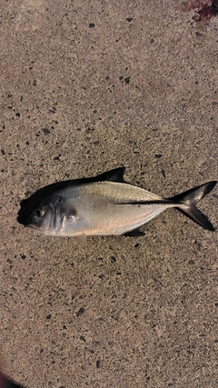 ギンガメアジの釣果