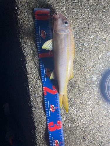 ヒメジの釣果