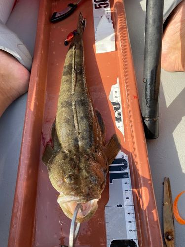 マゴチの釣果