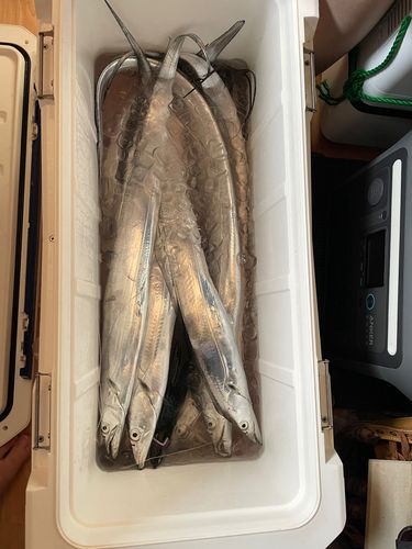 タチウオの釣果