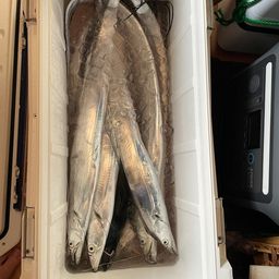 タチウオ