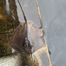 アカエイ