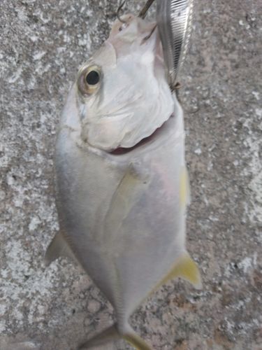 メッキの釣果