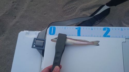 シロギスの釣果