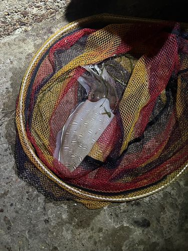 モンゴウイカの釣果