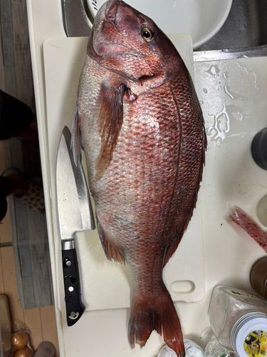 マダイの釣果