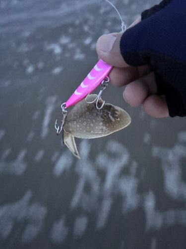 シタビラメの釣果
