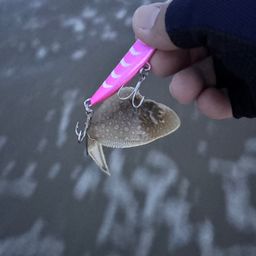 シタビラメ