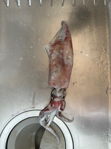 ケンサキイカの釣果