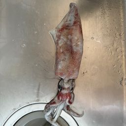 ケンサキイカ