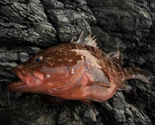 アコウの釣果