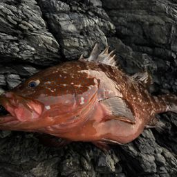 アコウ