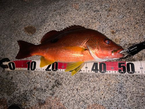 クロホシフエダイの釣果