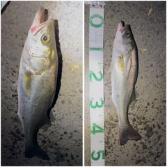 スズキの釣果