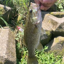 スモールマウスバス
