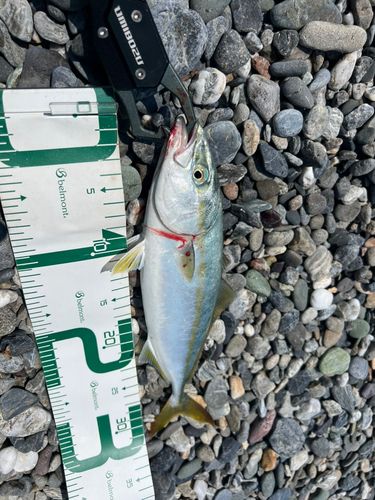 ワカナゴの釣果