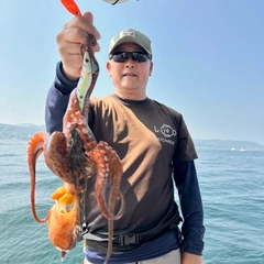タコの釣果