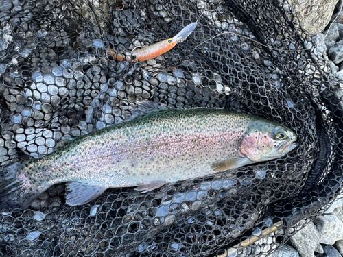 ニジマスの釣果