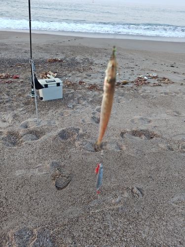 カマスの釣果
