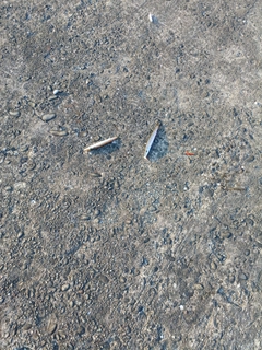 アカカマスの釣果