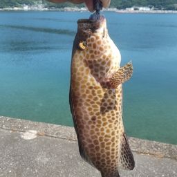 オオモンハタ