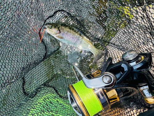 ニジマスの釣果