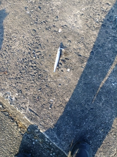 アカカマスの釣果